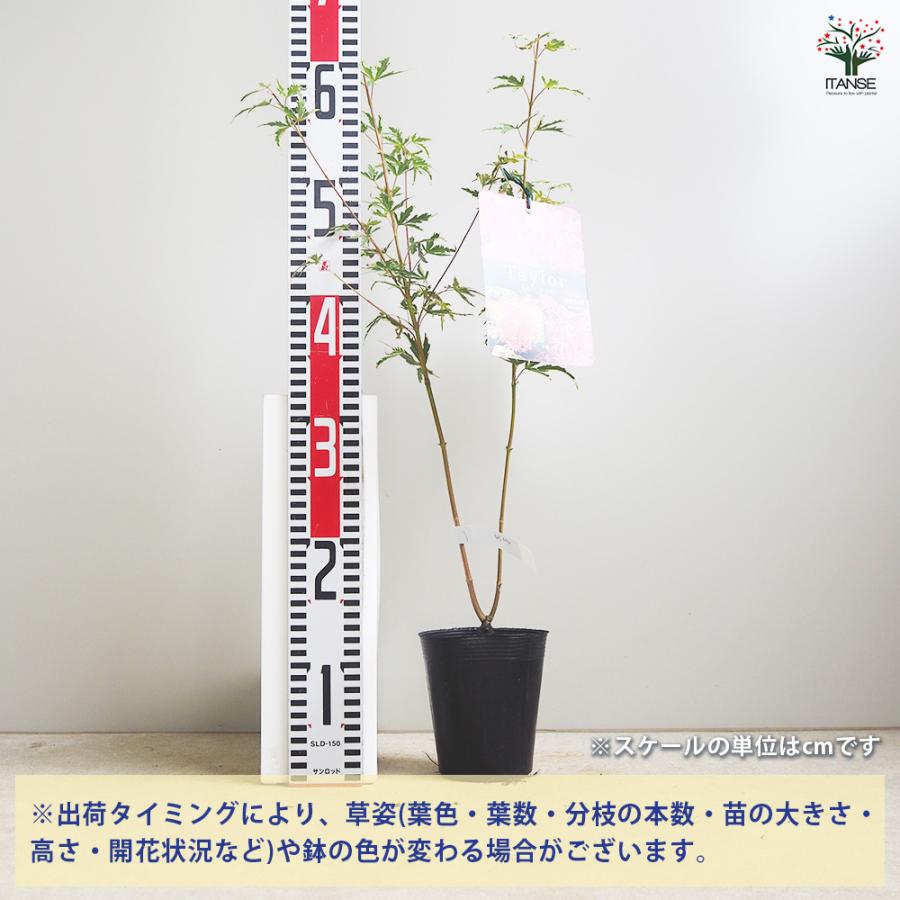 モミジ テイラー 花木苗 3.5号/1個売り もみじ 紅葉 カエデ 楓 : 野菜