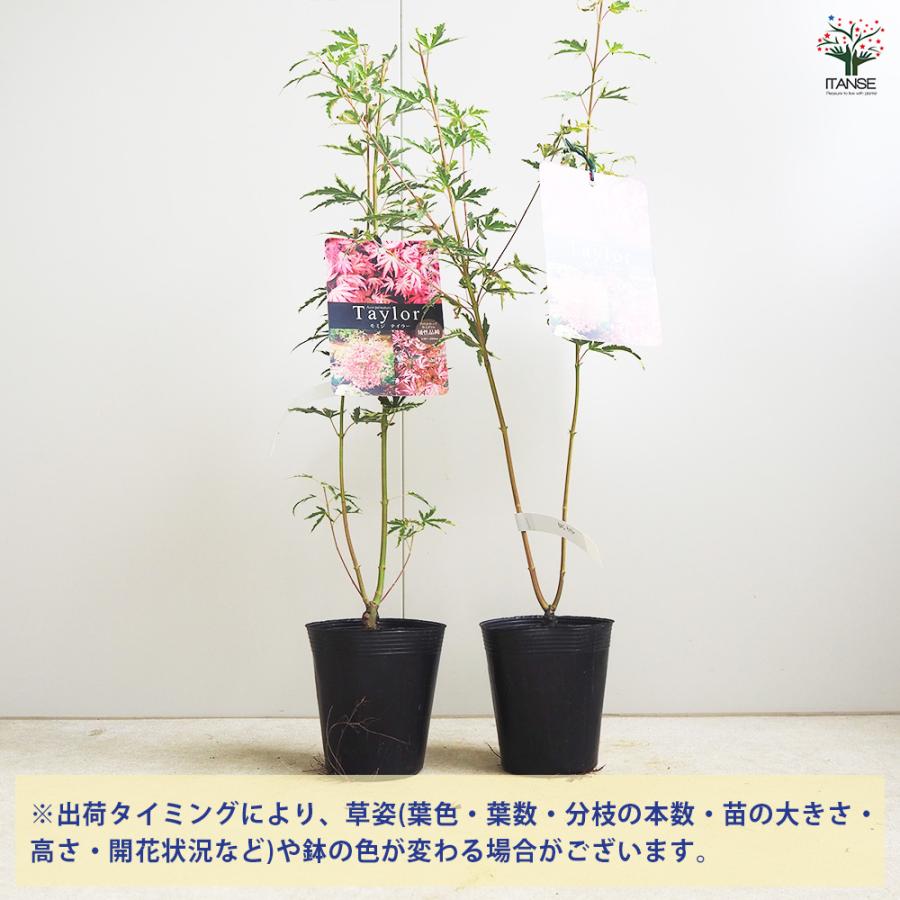 モミジ テイラー 花木苗 3.5号/1個売り もみじ 紅葉 カエデ 楓 : 野菜