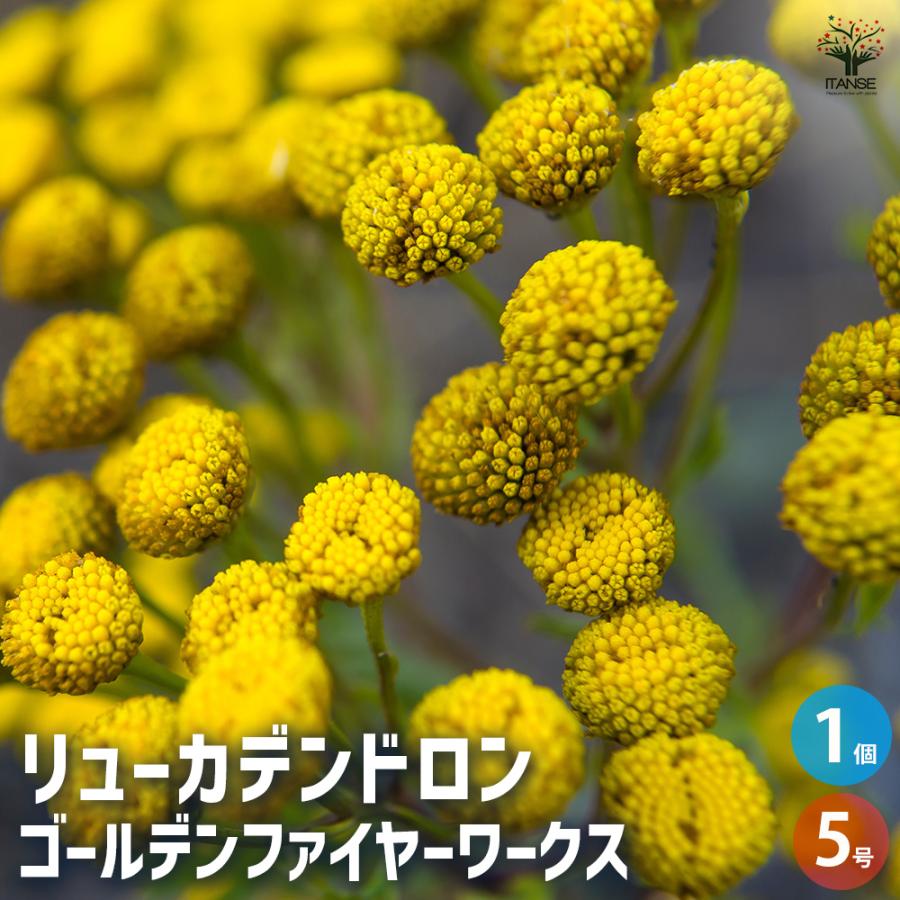リューカデンドロン Gファイヤーワークス 花木苗 5号/1個売り 銀葉樹