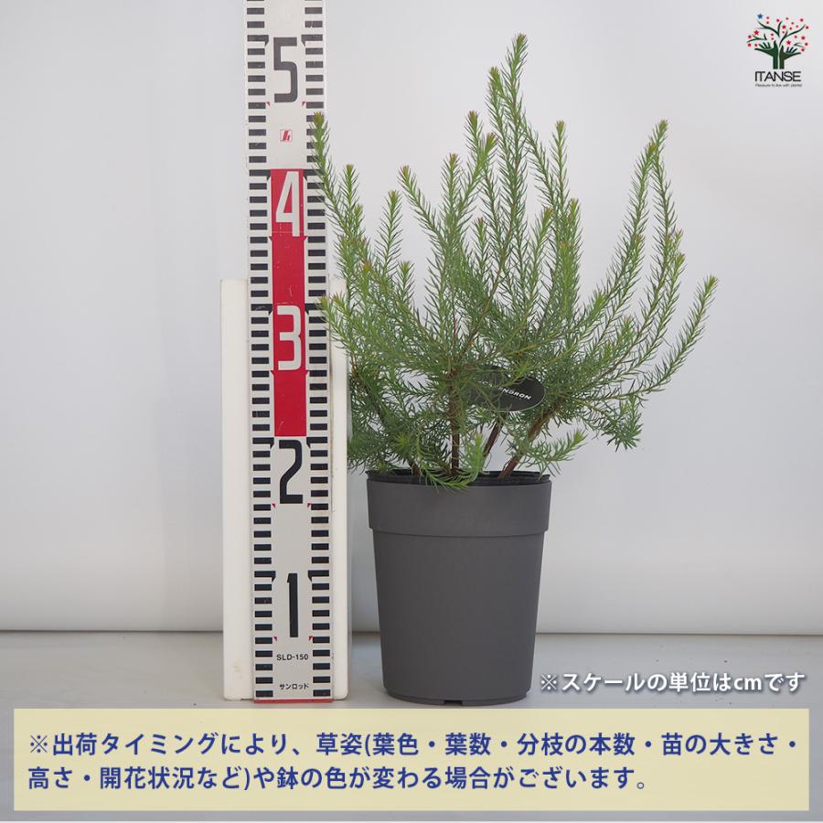 リューカデンドロン Gファイヤーワークス 花木苗 5号/1個売り 銀葉樹