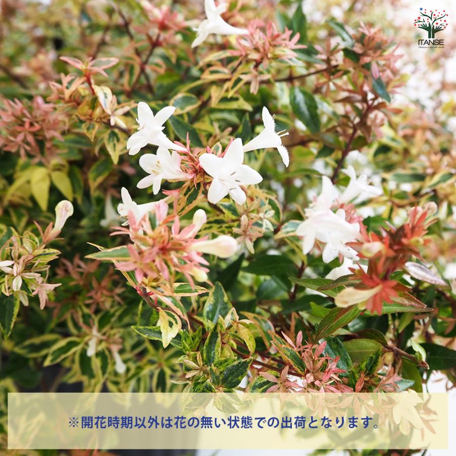 アベリア コンフェッティ 花木苗 7号/1個売り 花の苗 スイカズラ