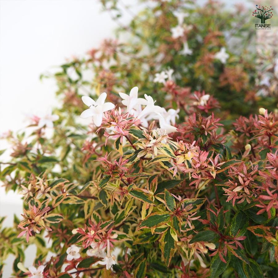 アベリア コンフェッティ 花木苗 7号/1個売り 花の苗 スイカズラ