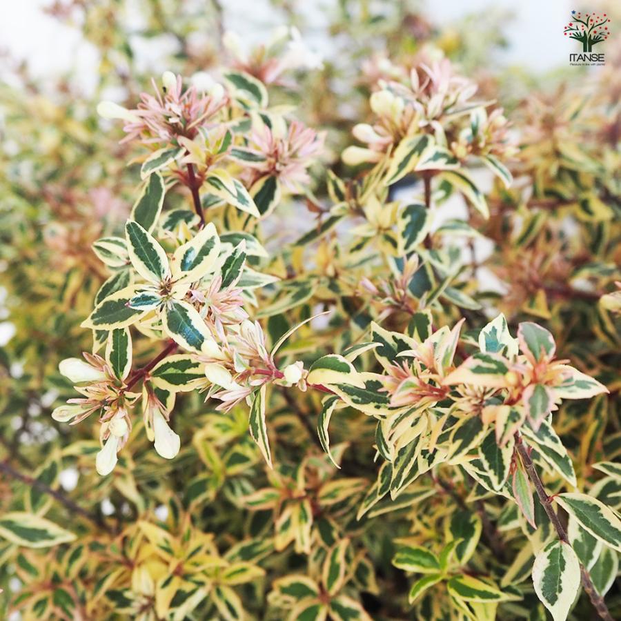 アベリア コンフェッティ 花木苗 7号/1個売り 花の苗 スイカズラ