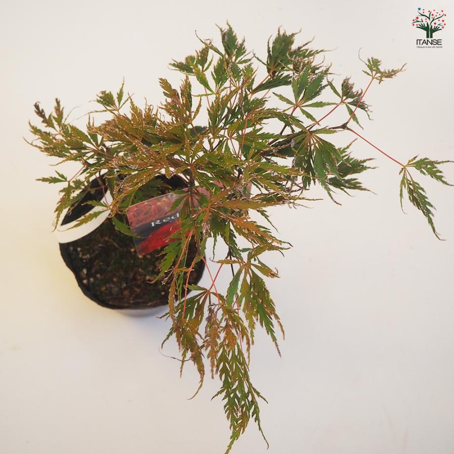 モミジ レッドドラゴン 花木苗 4号/1個売り もみじ 紅葉 カエデ 楓