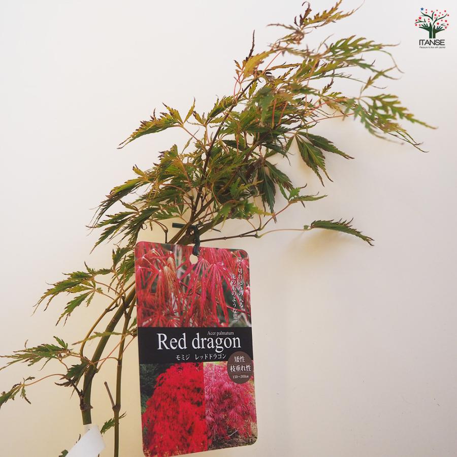 モミジ レッドドラゴン 花木苗 4号/1個売り もみじ 紅葉 カエデ 楓