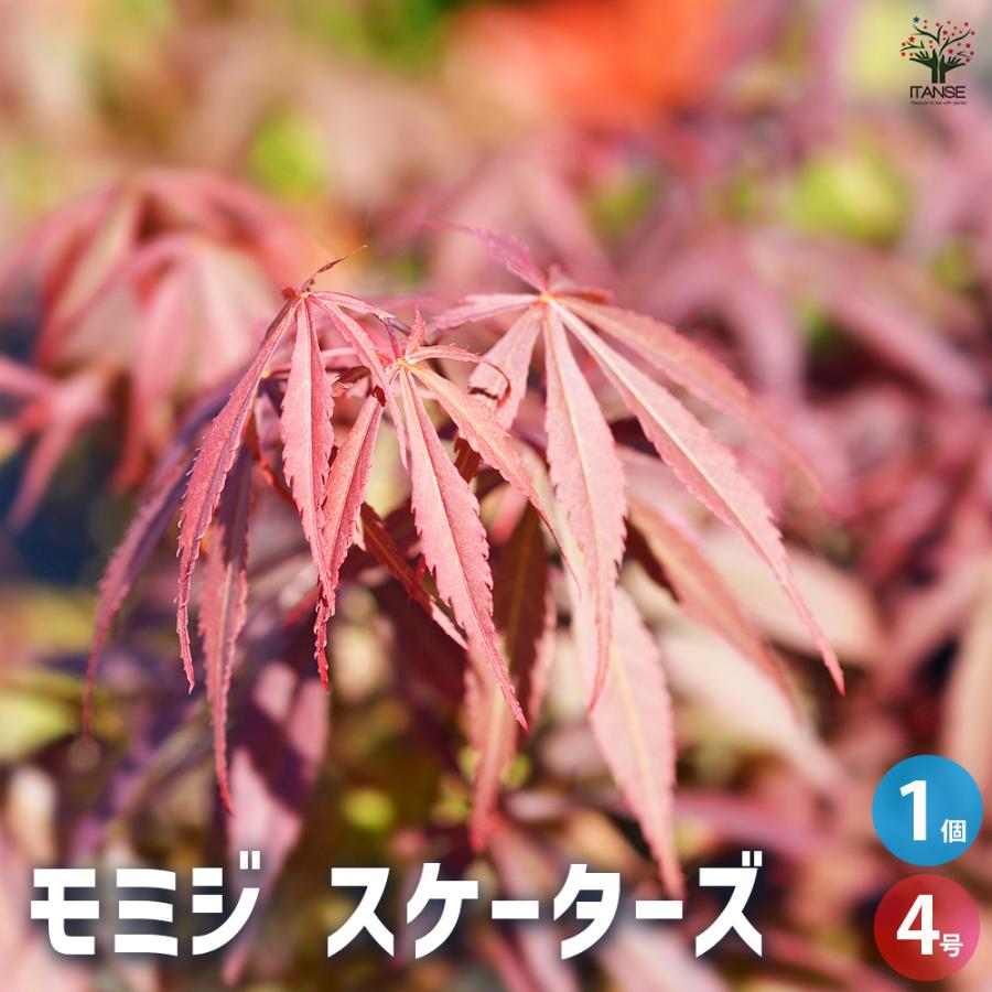 モミジ スケーターズ 花木苗 4号/1個売り もみじ 紅葉 カエデ 楓 モミジ スケーターズ 花木苗 4号/1個売り もみじ 紅葉 カエデ 楓