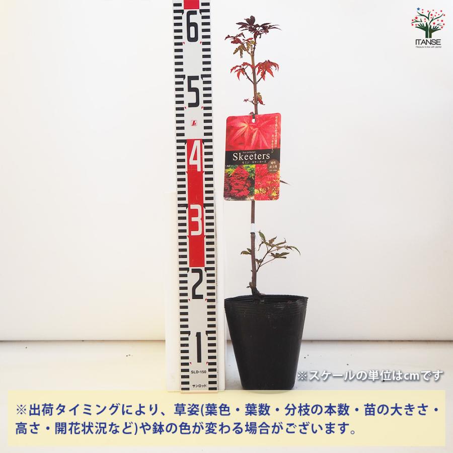 モミジ スケーターズ 花木苗 4号/1個売り もみじ 紅葉 カエデ 楓 モミジ スケーターズ 花木苗 4号/1個売り もみじ 紅葉 カエデ 楓