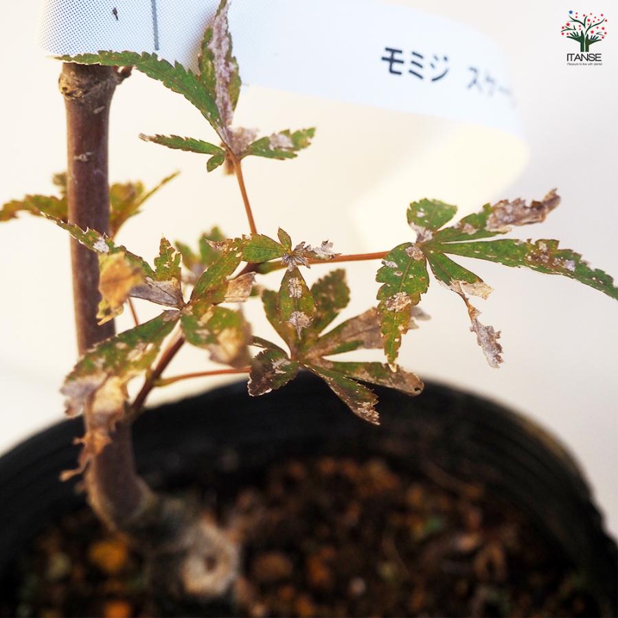 モミジ スケーターズ 花木苗 4号/1個売り もみじ 紅葉 カエデ 楓