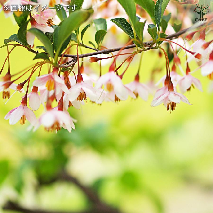 紅花枝垂れエゴノキ 花木苗 3.5号/1個売り エゴの木 シンボルツリー