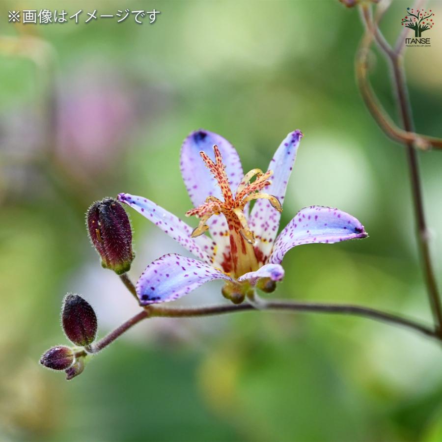 ホトトギス 青竜 花苗 3号/お買い得2個セット杜鵑草 油点草 ユテンソウ
