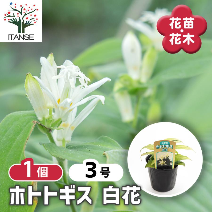 ホトトギス 白花 花苗 3号/1個売り杜鵑草 油点草 ユテンソウ 山野草