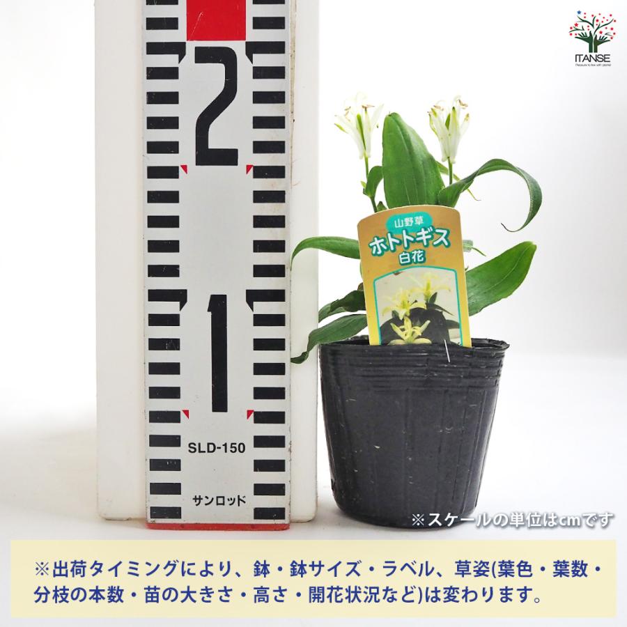 ホトトギス 白花 花苗 3号/1個売り杜鵑草 油点草 ユテンソウ 山野草
