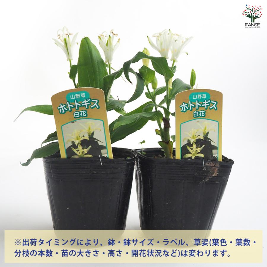 山野草 超希少白花　エゾツツジ　D ホトトギス 白花 花苗 3号/1個売り杜鵑草 油点草 ユテンソウ 山野草