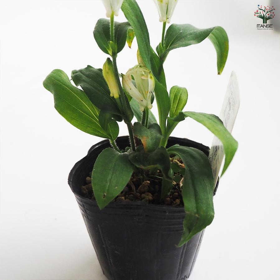 ホトトギス 白花 花苗 3号/1個売り杜鵑草 油点草 ユテンソウ 山野草