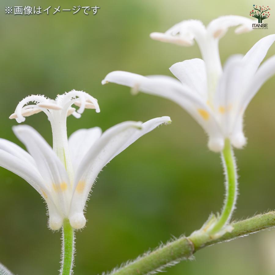 ホトトギス 白花 花苗 3号/1個売り杜鵑草 油点草 ユテンソウ 山野草