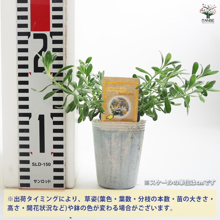 エレモフィラ グラブラ 花木苗 2.5号/1個売り シルバーリーフ カラー