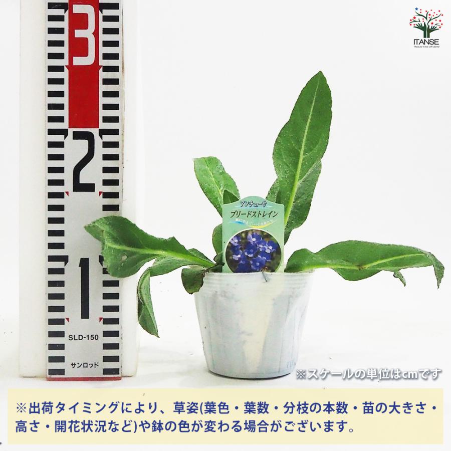 あんず様専用出品‼️知否3代 チフォ花顔 群生苗 【公式通販】