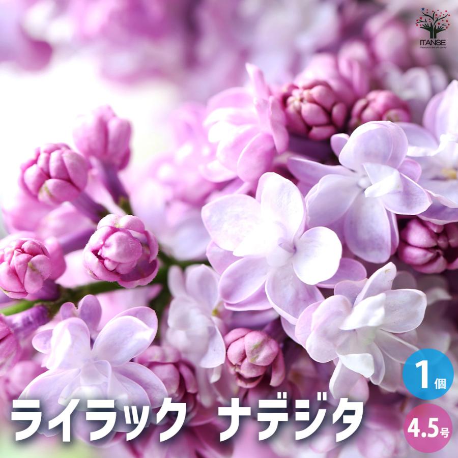 ライラック ナデジタ 花木苗 4.5号/1個売り花木 園芸品種 観賞用 紫花
