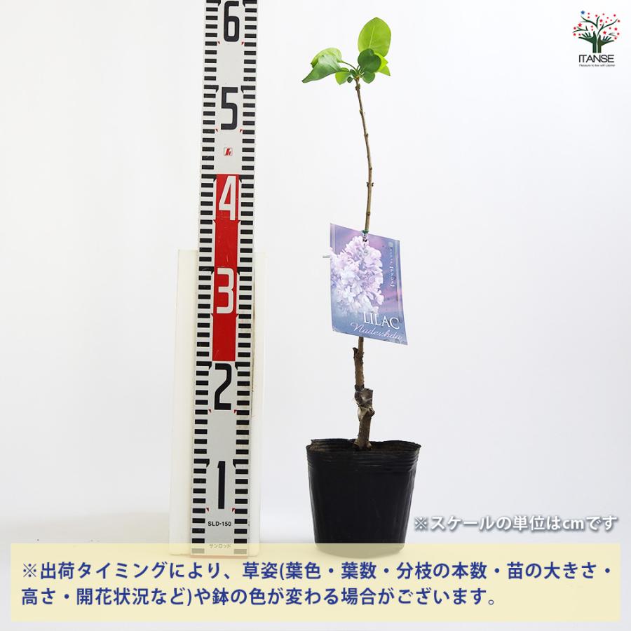 ライラック ナデジタ 花木苗 4.5号/1個売り花木 園芸品種 観賞用 紫花