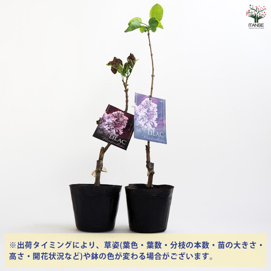 ライラック苗 ライラック苗木1 【公式通販】