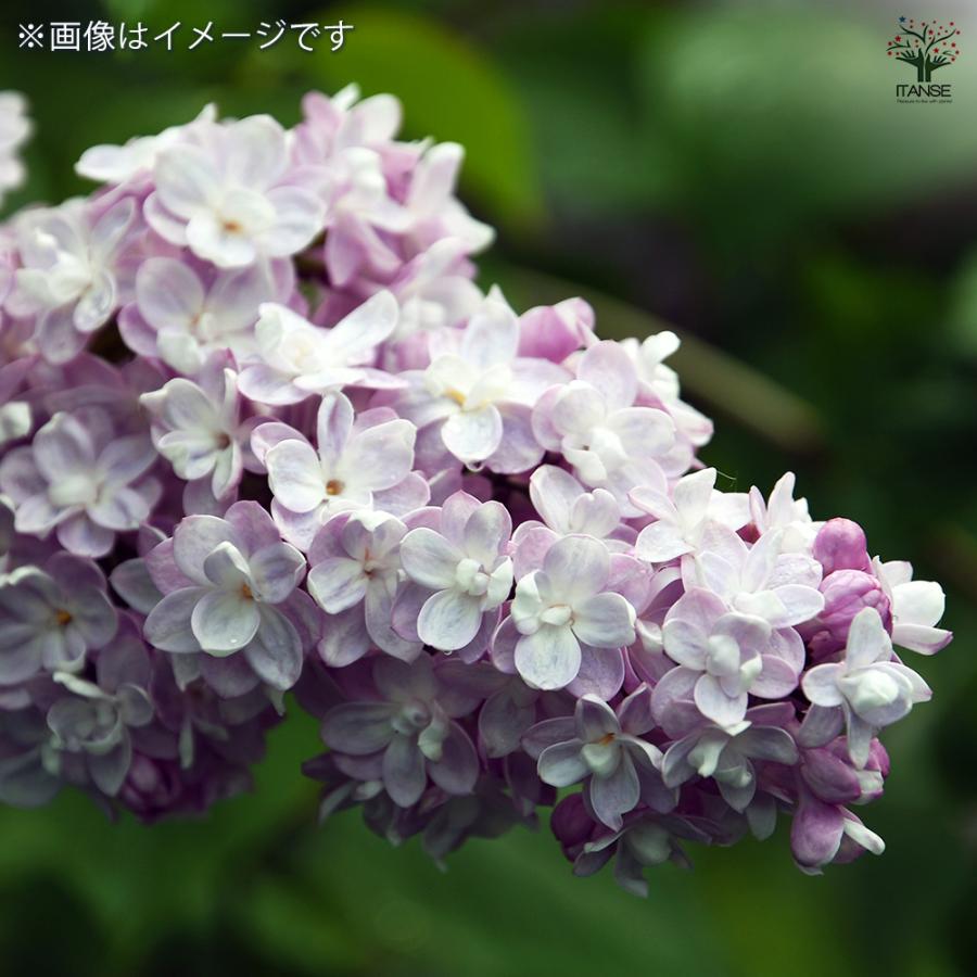 ライラック ナデジタ 花木苗 4.5号/お買い得2個セット花木 園芸品種