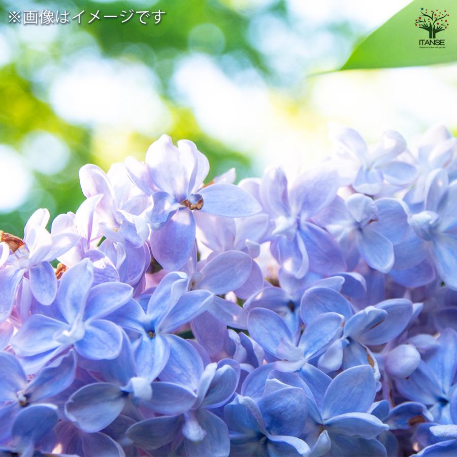 ライラック アウクバエフォリア 花木苗 4.5号/1個売り花木 園芸品種