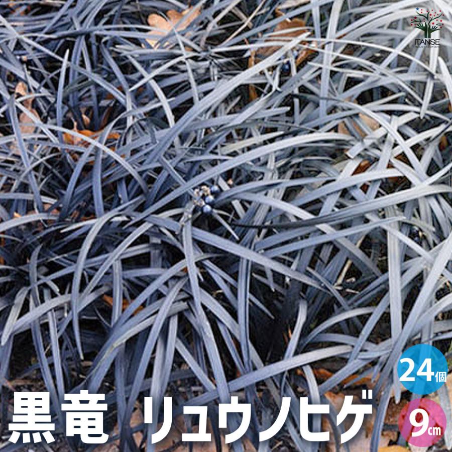 ITANSE 黒竜(コクリュウ) 竜の髭 花苗 カラーリーフ 9cmポット