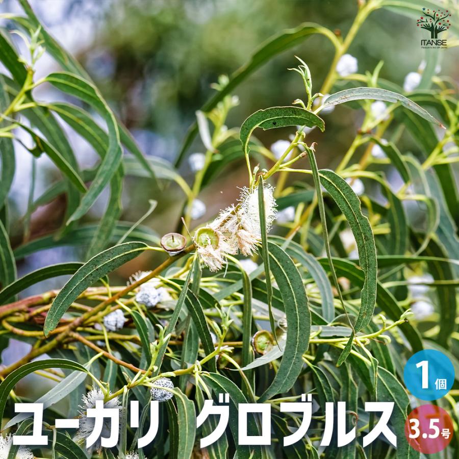 ユーカリ グロブルス 花木苗 3.5号ポット/1個売り ユーカリの苗