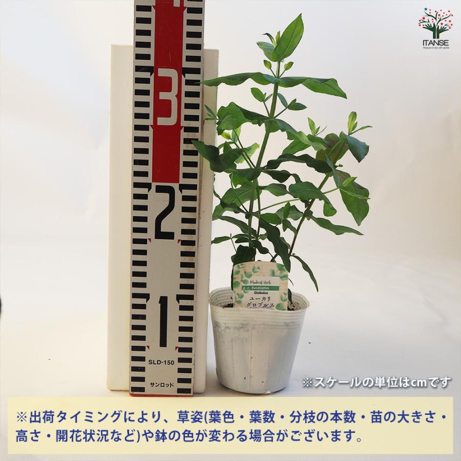 ユーカリ グロブルス 花木苗 3.5号ポット/1個売り ユーカリの苗