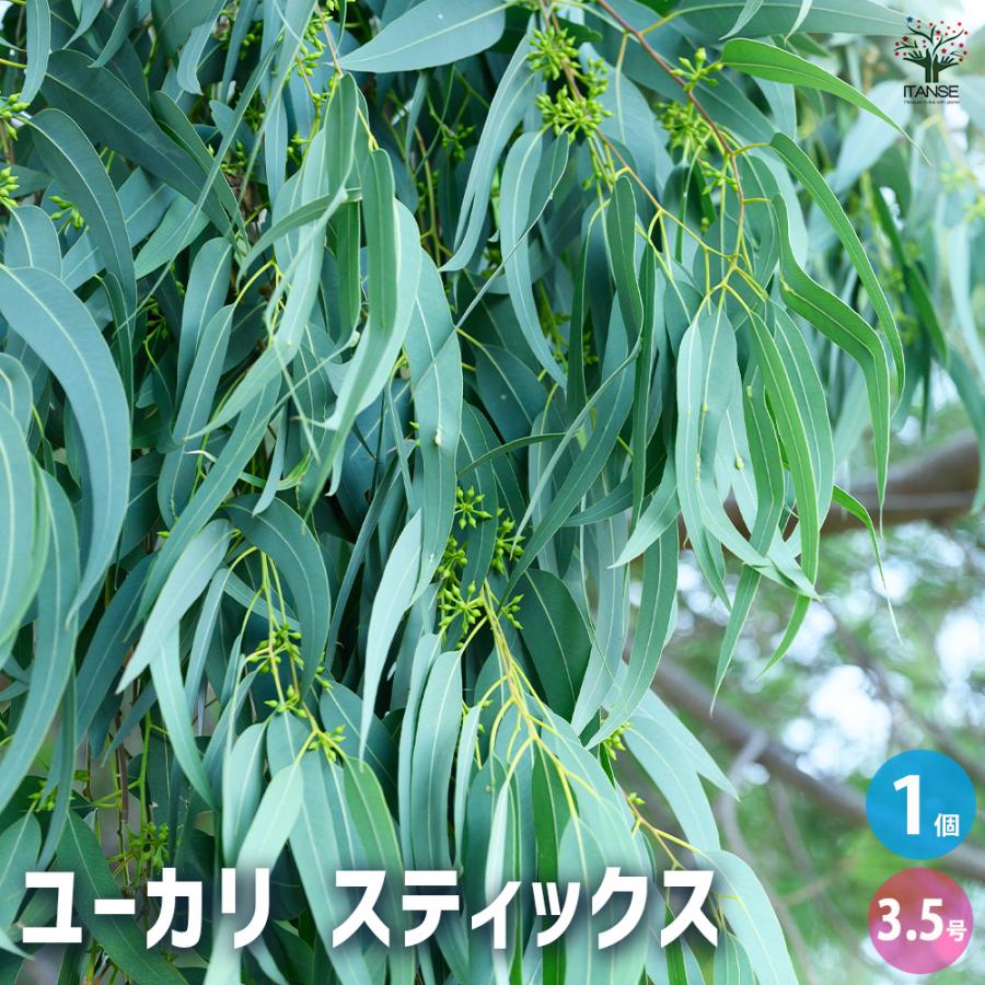 ユーカリ スティックス 花木苗 3.5号ポット/1個売り ユーカリの苗