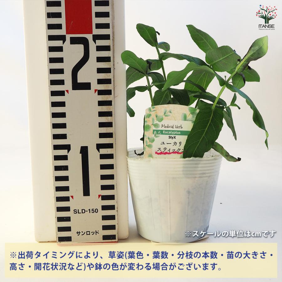 ユーカリ スティックス 花木苗 3.5号ポット/お買い得4個セット