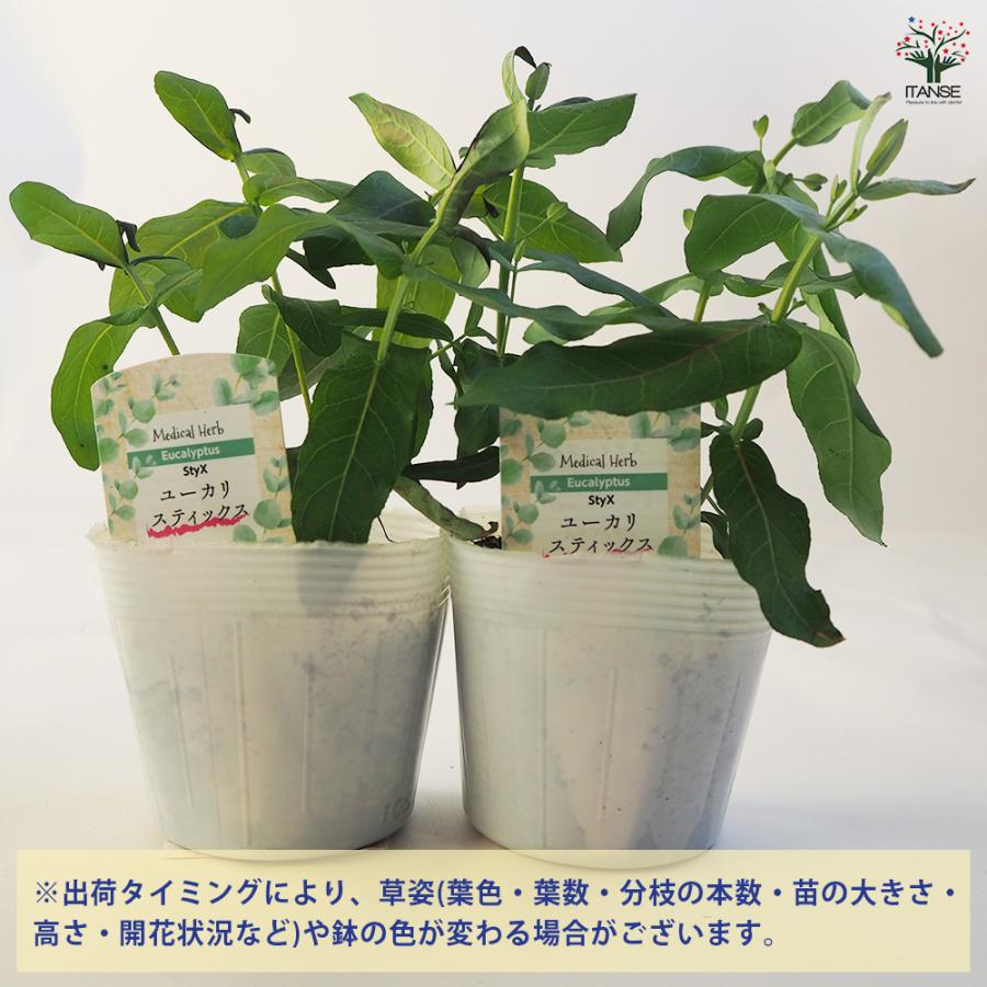 ユーカリ スティックス 花木苗 3.5号ポット/お買い得4個セット