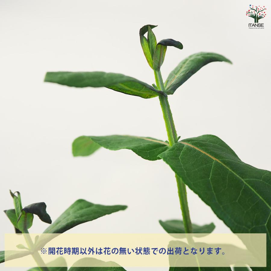 ユーカリ スティックス 花木苗 3.5号ポット/お買い得4個セット