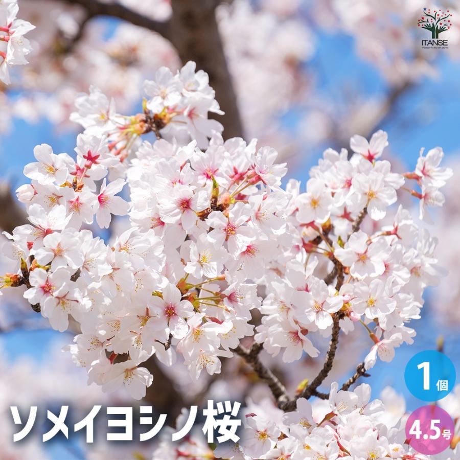 桜 染井吉野(ソメイヨシノ) 花木苗 4.5号ポット/1個売り サクラ さくら