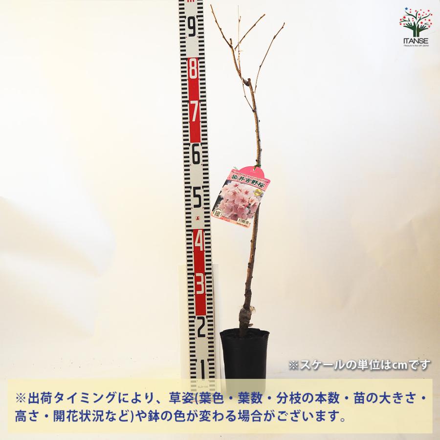 桜 染井吉野(ソメイヨシノ) 花木苗 4.5号ポット/1個売り サクラ さくら