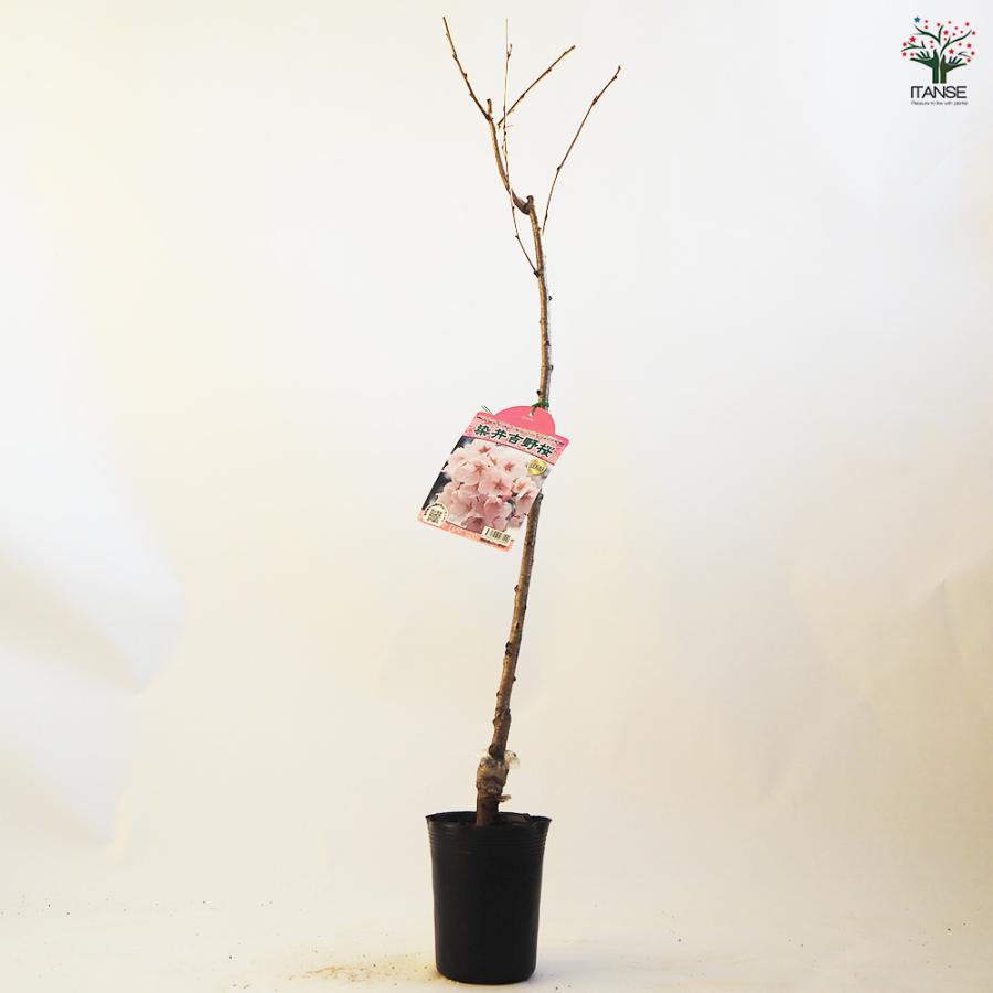 桜 染井吉野(ソメイヨシノ) 花木苗 4.5号ポット/1個売り サクラ さくら