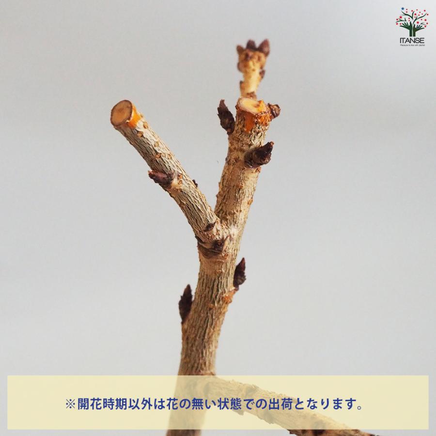 桜の木の下で依頼品 カードキャプターさくら』より CLAMP描き下ろしイラストを立体化