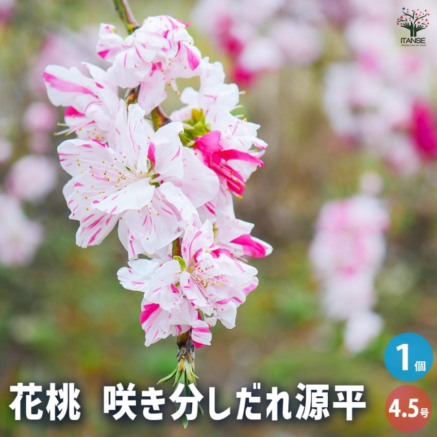 花桃　源平の若木 黒ポット入り 花桃 苗木 立源平 (咲き分け) 12cmポット苗 たちげんぺい はなもも 苗