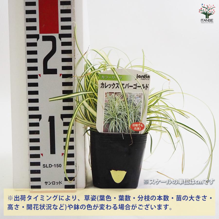 カレックス9鉢 ITANSE カレックス ブロンコ 花苗 9cmポット/お買い得8個セット カラー