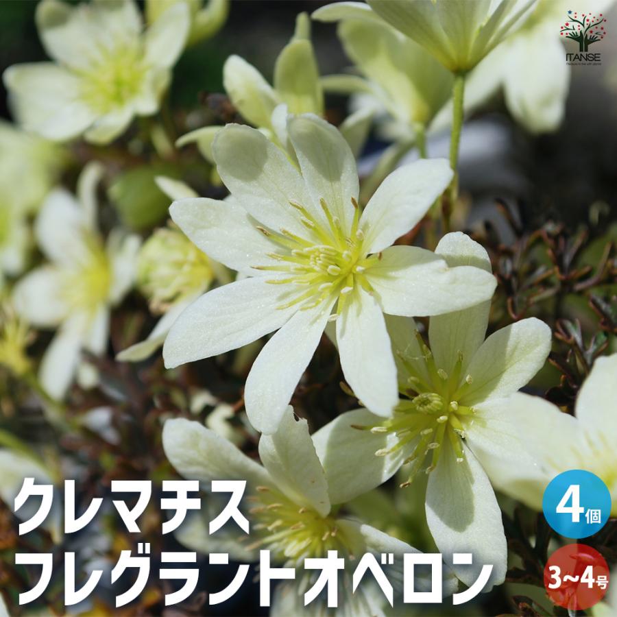 ITANSE 常緑クレマチス フレグランスオベロン 花苗 3〜4号ポット苗