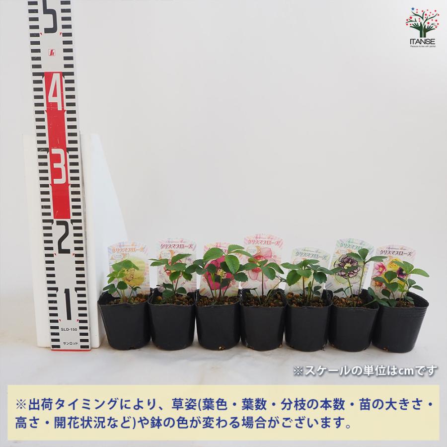 クリスマスローズ セミダブル咲きMIX 花苗 3号ポット/お買い得2個