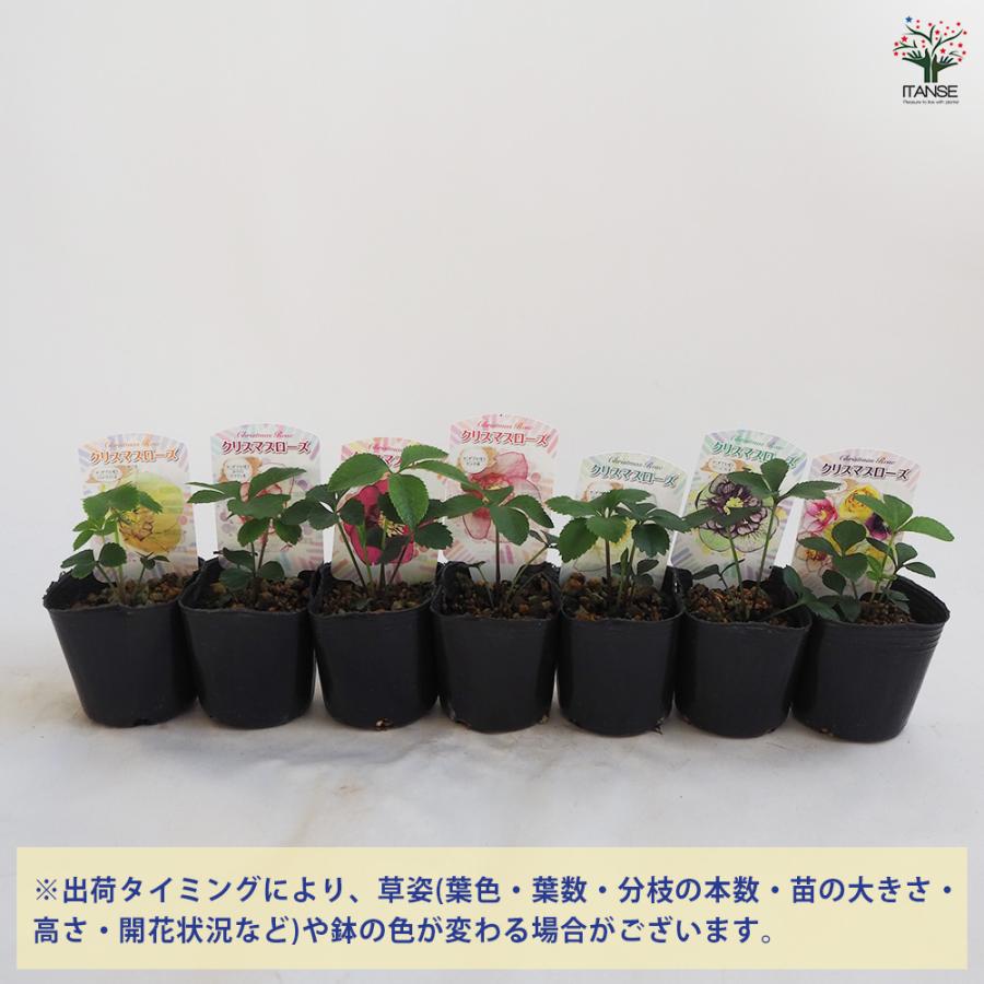 クリスマスローズ セミダブル咲きMIX 花苗 3号ポット/お買い得2個
