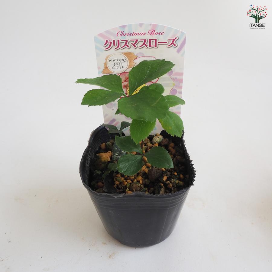 クリスマスローズ セミダブル咲きMIX 花苗 3号ポット/お買い得2個