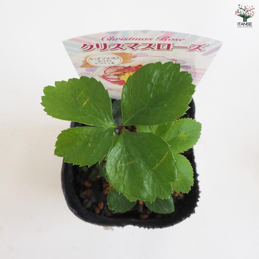 クリスマスローズ セミダブル咲きMIX 花苗 3号ポット/お買い得2個