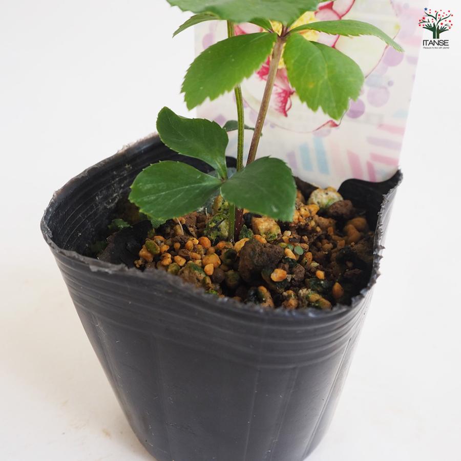 クリスマスローズ セミダブル咲きMIX 花苗 3号ポット/お買い得2個