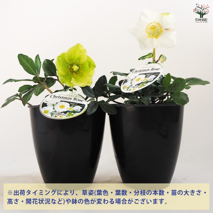 クリスマスローズ ウィンターゴールド 花苗 5号ポット/1個売り 多花性
