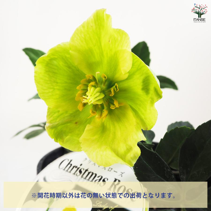 クリスマスローズ ウィンターゴールド 花苗 5号ポット/1個売り 多花性