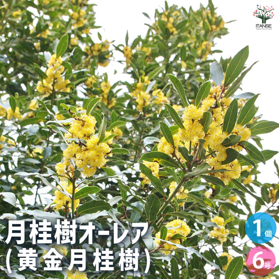 月桂樹 黄金月桂樹(ローリエ・オーレア) 花木苗 6号ポット/1個売り