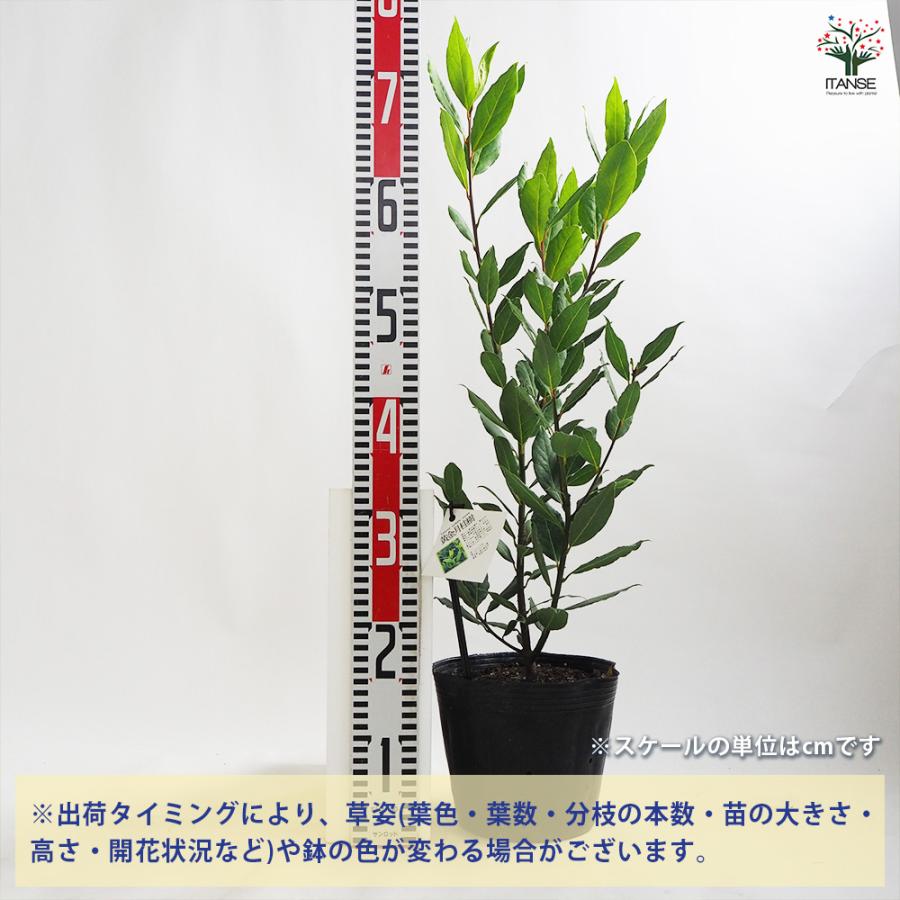 月桂樹 黄金月桂樹(ローリエ・オーレア) 花木苗 6号ポット/1個売り