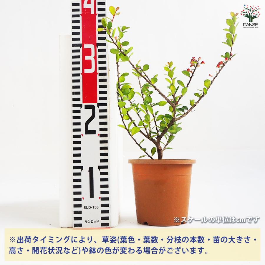 ハリツルマサキ 花木苗 4号鉢/お買い得2個セット 常緑 カラーリーフ
